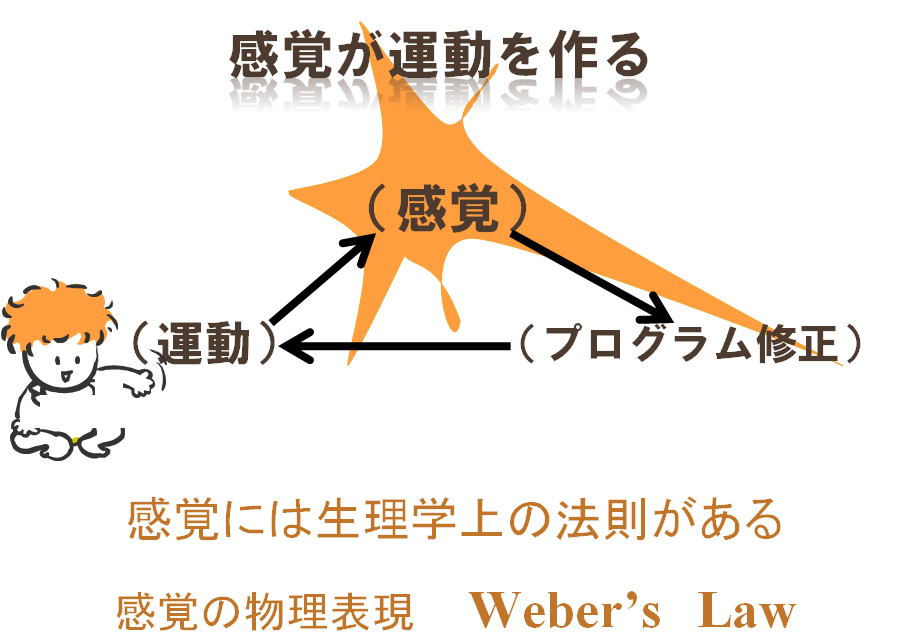 人の運動制御、感覚が運動を作る、感覚の物理表現 Weberの法則