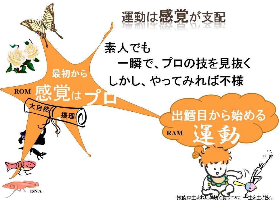 人の運動制御、感覚は初めからプロ、我々は皆大自然の摂理が書かれた虎の巻を授かっている。何事も励めば神業に域に